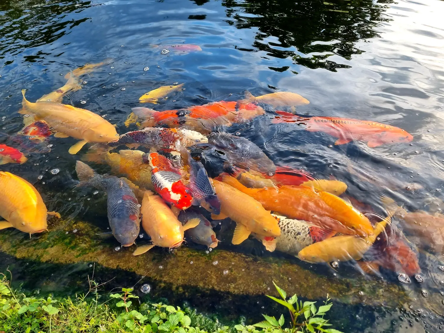 Japan-Konishi-Koi Koi Zossen