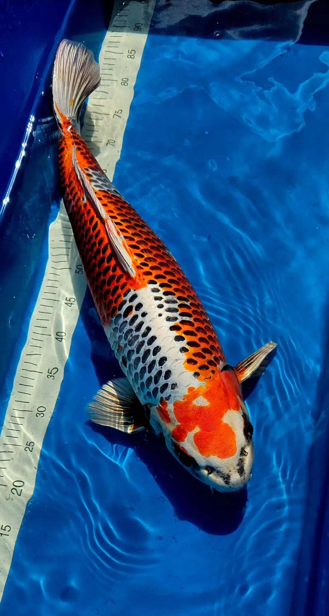 Japan-Konishi-Koi Koi Zossen