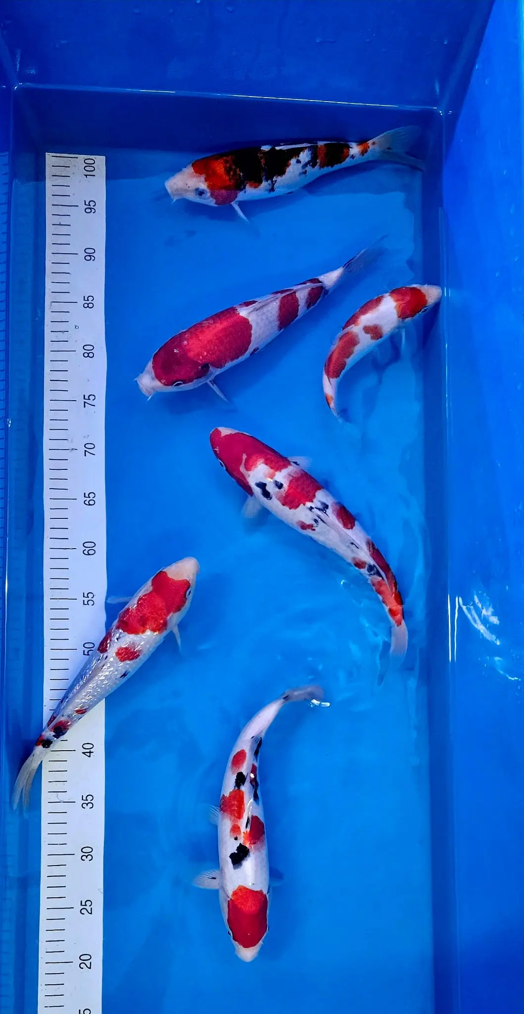 Japan-Konishi-Koi Koi Zossen